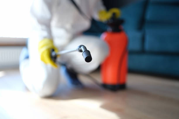 Best Mold Damage Restoration  in Whitefish, MT