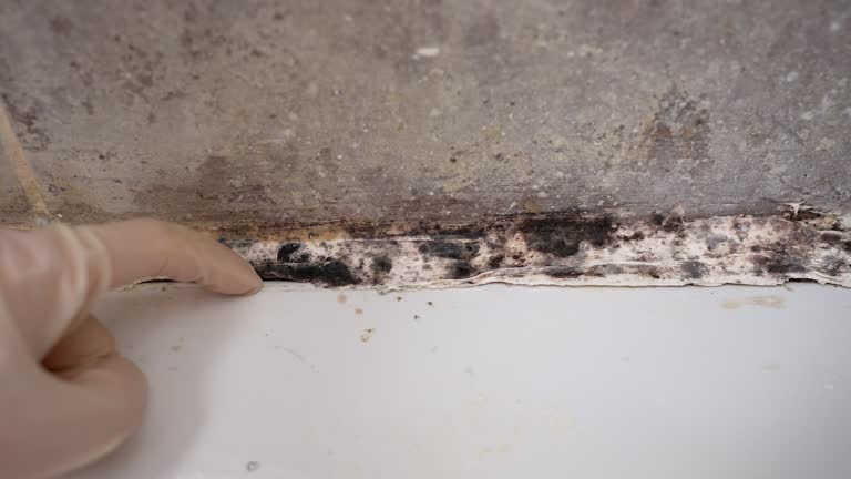 Best Crawl Space Mold Remediation  in Whitefish, MT
